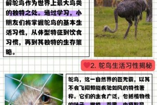 鸵鸟生活在哪个国家的哪个地方（鸵鸟生活在哪个洲）