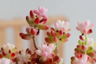 虹之玉锦生活方式、虹之玉锦为什么光落？