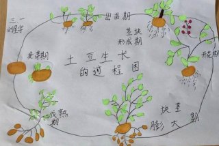 生活好帮手-土豆种树小妙招 - 种 土豆