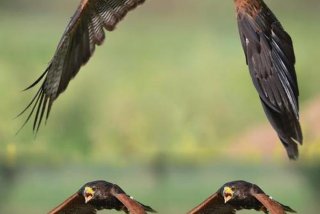 鹰主要生活在哪里，鹰主要生活在什么地方