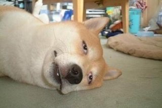 悲催生活的a先生在线观看（悲催生活图片大全）