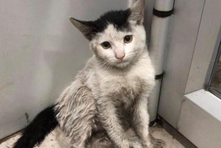 流浪猫的生活是什么样的，流浪猫的生活环境及特点