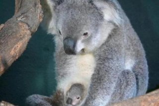 考拉生活作息，考拉的生活作息