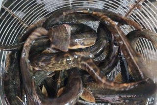 泥鳅生活环境及特点 - 泥鳅的生存环境是什么？