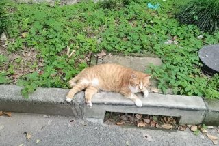 流浪猫的生活环境 流浪猫的生活环境是什么样的