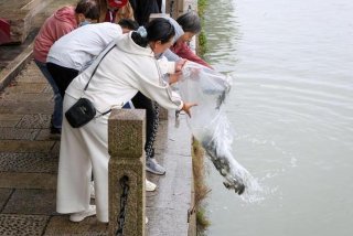 放生活动是指什么 - 放生活动主题