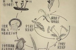 寄生生活的真菌有哪些 - 寄生类的真菌