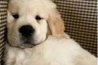 累的表情图片 - 累的表情图片带字