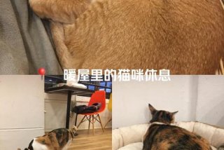 爱猫生活小组的车；爱猫生活小组暗号是什么