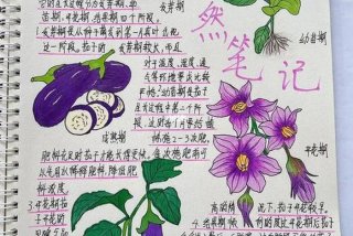 茄子生长周期；茄子生长周期手抄报