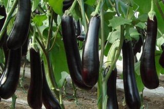 茄子生活环境及适应特征；茄子的生活环境及特点