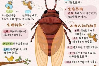 蝉的生活习性特点、蝉的生活特点是什么