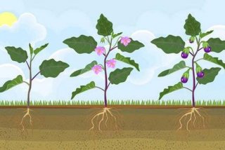 茄子生长过程图片示意图、茄子生长过程图片 简笔画