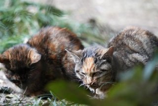 流浪猫的生活纪录片全集；流浪猫生活轨迹