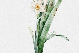 装点生活水仙花 - 装点生活的画