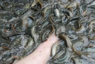 泥鳅生活条件 泥鳅生活条件是什么