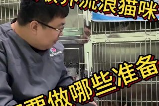 流浪猫的生活环境、流浪猫的生活环境怎么写生物调查