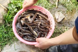 泥鳅生活在哪里；泥鳅生活在哪里呀