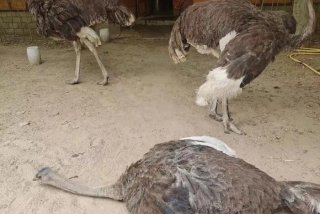 鸵鸟生活在哪两洲 - 鸵鸟生活在哪个州