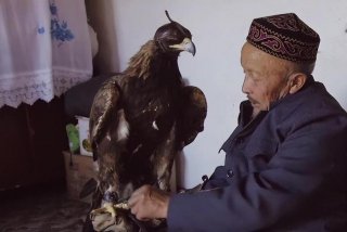 鹰的生活作息（鹰的作息规律）