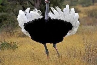 鸵鸟生活环境植物、鸵鸟鸟类特点适应生存的环境