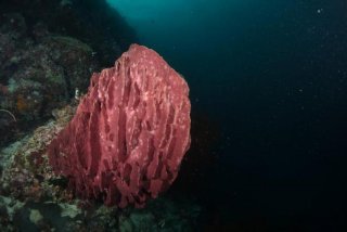 珊瑚生活图片、珊瑚生存现状