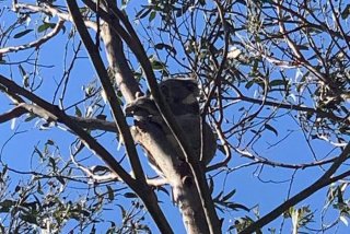 考拉生活在什么树上 考拉主要生活在