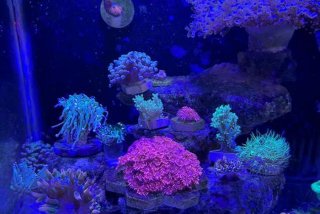 珊瑚生活在哪里 - 珊瑚生活在哪里？