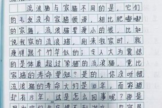 流浪猫的生活作文400字，流浪猫的生活作文400字怎么写