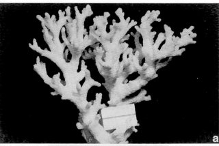 珊瑚生活的年代，珊瑚生活的年代是什么