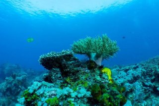 珊瑚生活在一起吗、珊瑚生活在深海吗