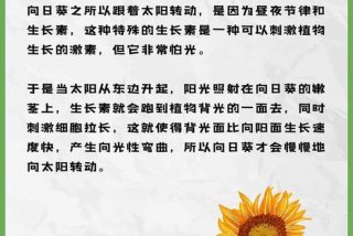 观察生活中事物的变化如向日葵随太阳转动（观察向日葵随着太阳转动）