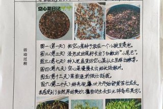 生活实践活动有哪些、生活实践名称