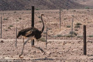鸵鸟生活在沙漠还是草原；鸵鸟生活在干旱地区还是炎热地区