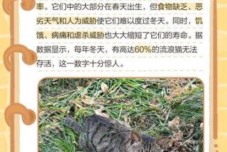 流浪猫的生活状况，流浪猫的生活状况介绍