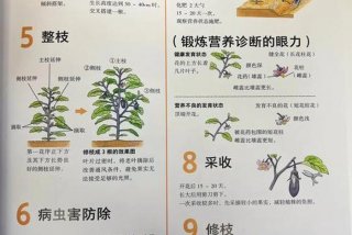 茄子生活环境是什么 - 茄子的生长地方