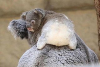 考拉生活在哪里（考拉在哪里生存）