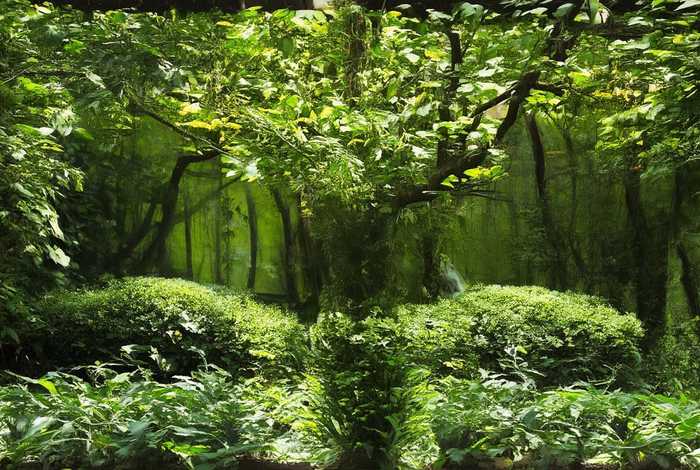 斑鸠的生活习性纪录片,斑鸠的生活特点 斑鸠的生活习性纪录片,斑鸠的生活特点