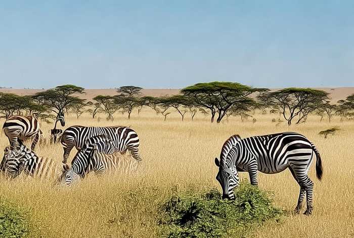 斑马生活在哪里吃什么，斑马生活在哪里,吃什么