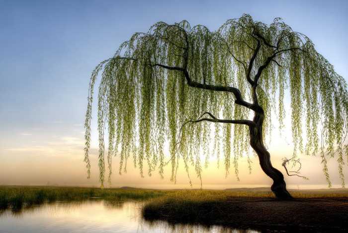 柳树生活特征（柳树生活特征图片）