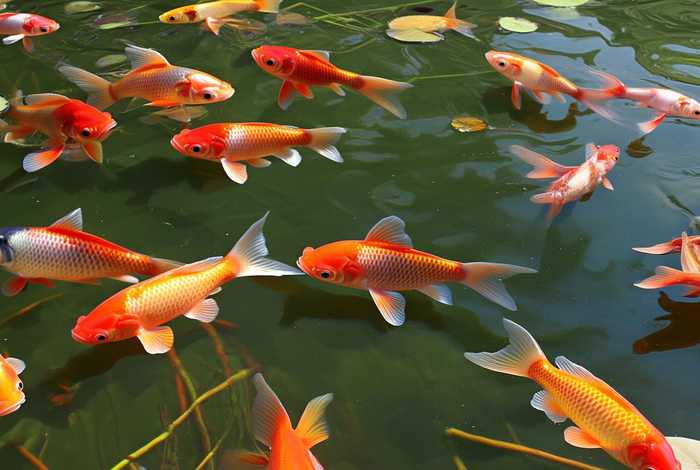 金鱼的生活习惯是什么，金鱼的生活特征是什么
