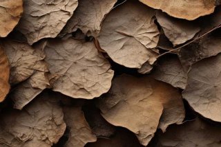 干了的蜗牛泡在水里能活吗、干了的蜗牛泡在水里能活吗多久