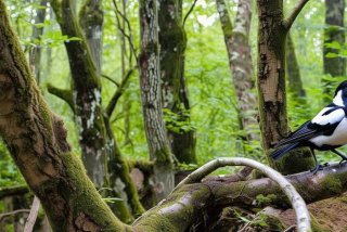 八哥的生长特性，八哥的生长特性有哪些