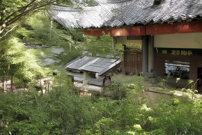 猎豹的生活习性20字 - 猎豹生活在哪里 他们的专长是什么