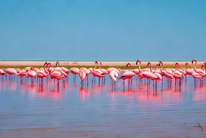 火烈鸟生活习性简介；火烈鸟生活在什么地方的图片