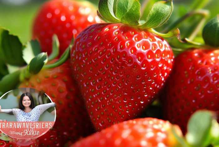 草莓与人生 - 草莓与人生励志句子