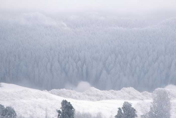 菊花的生活环境和特征简介;菊花的生活环境和特征简介50字 菊花的生活环境和特征简介;菊花的生活环境和特征简介50字