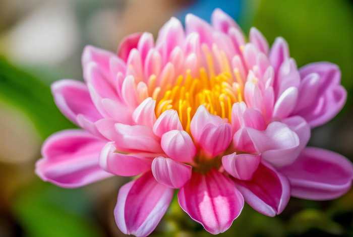 花生花的照片（花生的全图照片）