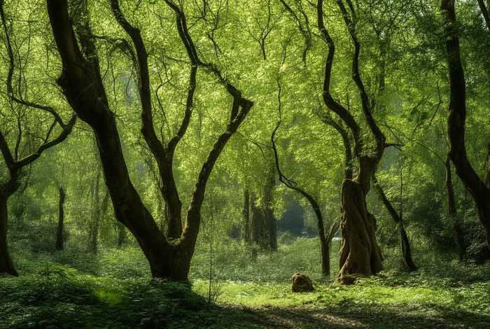 梅树的生活环境 - 梅树的生活环境是什么 梅树的生活环境 - 梅树的生活环境是什么