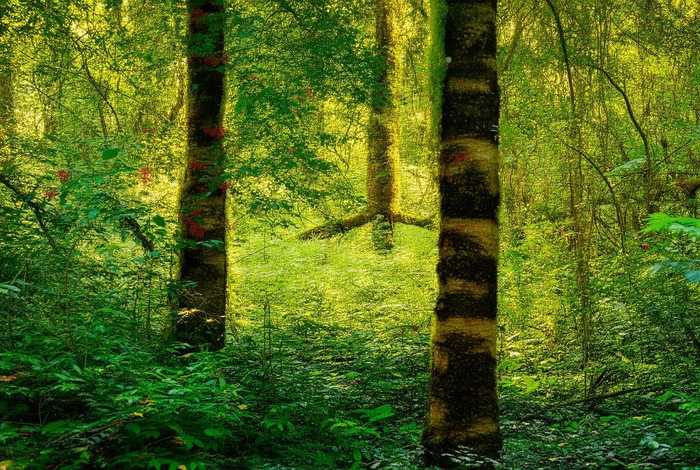 孔雀的生活环境 孔雀的生活环境是什么